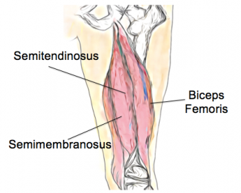 Hamstring Tears